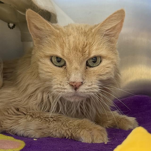 Cream tabby cat with green eyes lying on a purple blanket, looking at the camera with a calm expression.