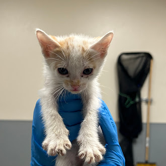 A small orange-and-white kitten held up by gloved hands in a veterinary clinic, with a dark bag visible in the background.