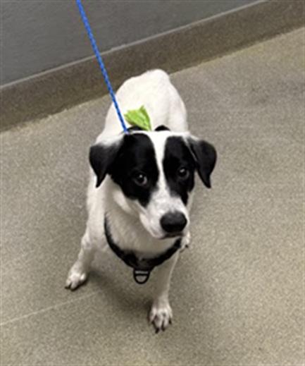 Black-and-white dog on a blue leash, standing on a walkway with a green leaf on its head, looking at the camera.