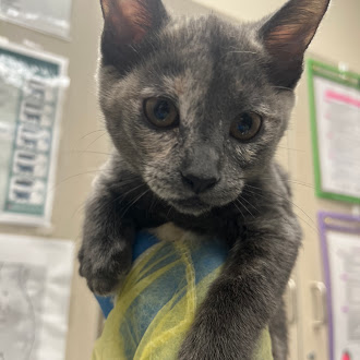Gray kitten held up toward the camera, with curious eyes, in a clinic/shelter setting.