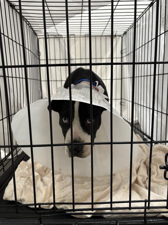Young black-and-white dog wearing a plastic cone lying in a metal crate lined with a blanket, looking at the camera.