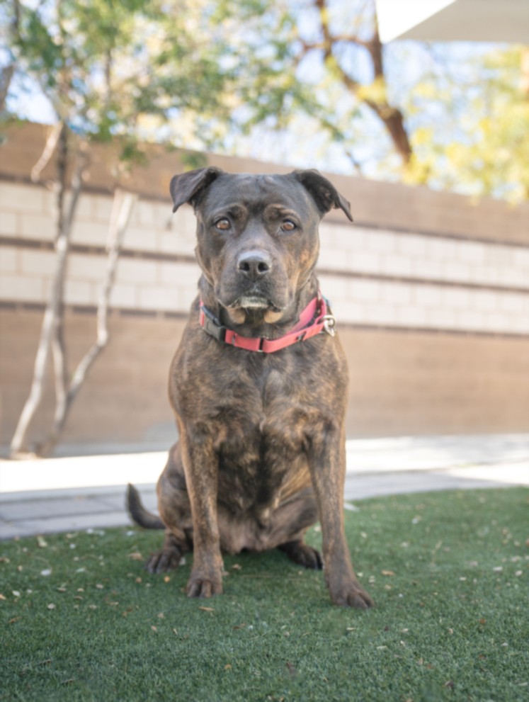 Brindle dog with a pink collar sitting on artificial grass in a sunny backyard.