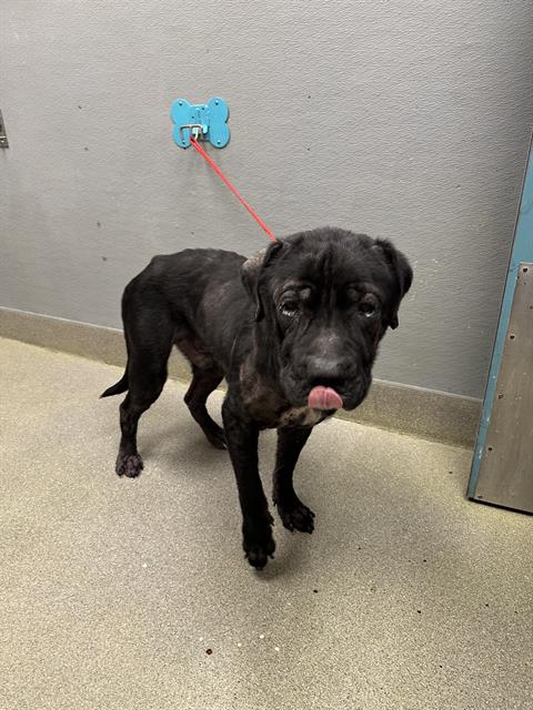 Black dog on a pink leash attached to a blue wall mount, standing on a speckled floor and licking its lips.