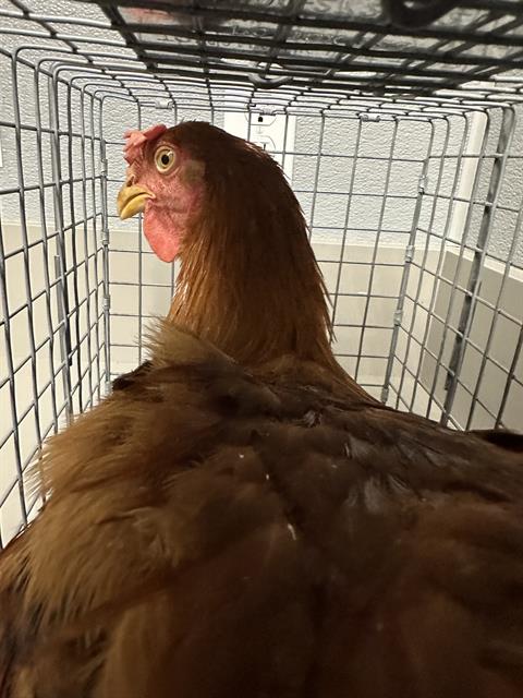 Brown chicken inside a metal wire crate, head turned to the left, showing comb and wattles.