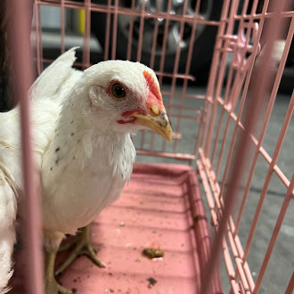 Close-up of a white chicken inside a pink cage, head turned slightly, with a red comb and yellow beak, pink tray below and a few droppings.