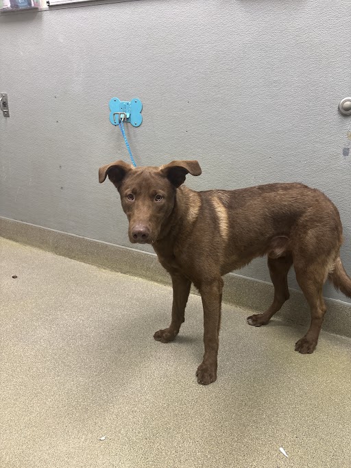 Brown dog on a blue leash tied to a wall mount in a gray kennel, facing the camera.