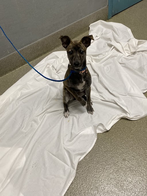 Small brown dog on a blue leash, sitting on a white sheet in a clinic-like hallway.