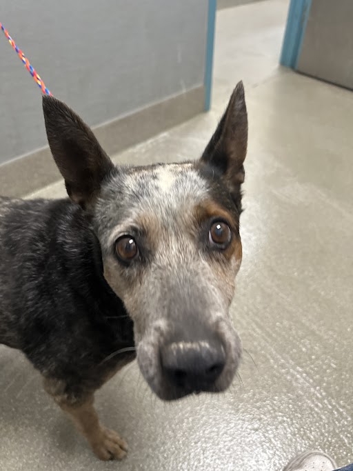 Close-up of a brown-and-gray dog on a colorful leash, indoors, looking at the camera with big ears perked up.