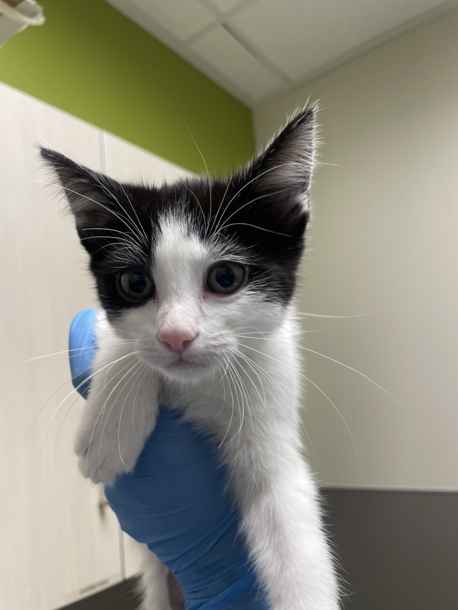 Close-up of a black-and-white kitten being held by a gloved hand in a clinic, looking at the camera.