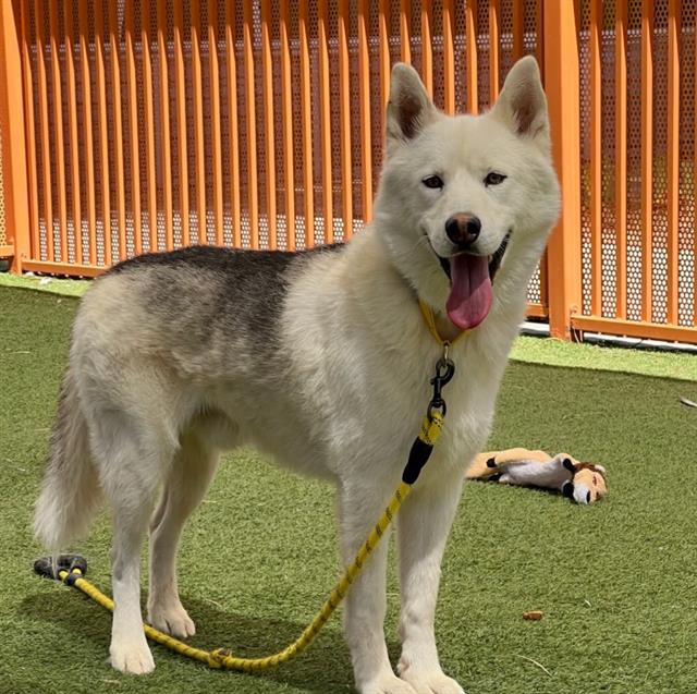 White and gray dog standing on green turf with an orange fence behind it; tongue hanging out, leash attached to collar.