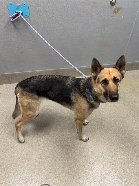Dog on a leash secured to a blue wall mount, standing on a light gray floor and looking at the camera.