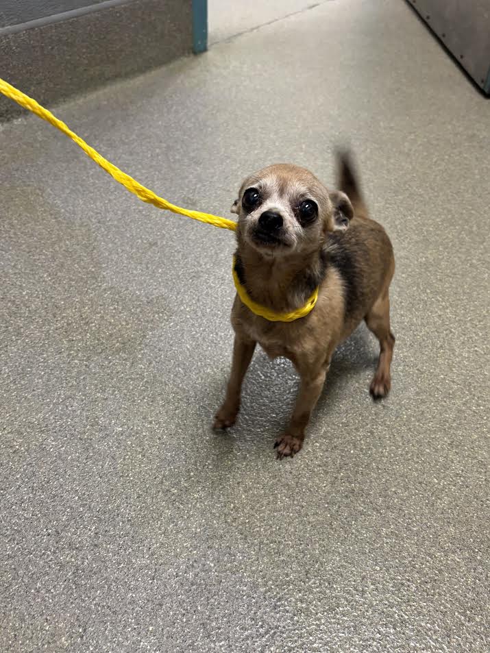 Small brown-and-tan dog with a bright yellow leash, looking up at the camera indoors on a gray speckled floor.