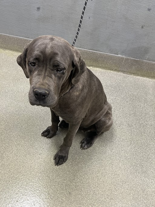 Chocolate Labrador retriever mix sitting on a light gray floor with a striped leash visible, looking at the camera.