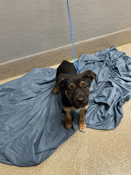 Young black-and-tan puppy sits on a blue blanket, looking at the camera with a blue leash attached.