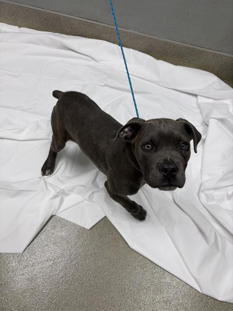 Dark gray puppy with a blue leash standing on a white sheet, looking up at the camera indoors.