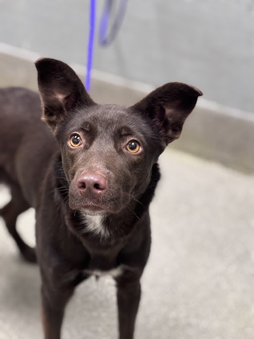 Medium-sized chocolate brown dog with amber eyes, wearing a purple leash, looking curiously at the camera.