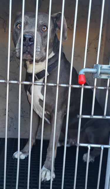 Dog with a gray coat in a metal kennel, looking toward the camera.
