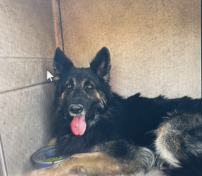 Black German Shepherd lying in a corner with its tongue out, resting beside a bowl in a small enclosure.