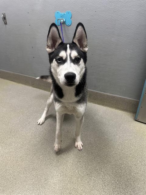 Black and white husky sitting on a beige floor, purple leash attached to a blue wall hook behind it in a plain room. (informative)