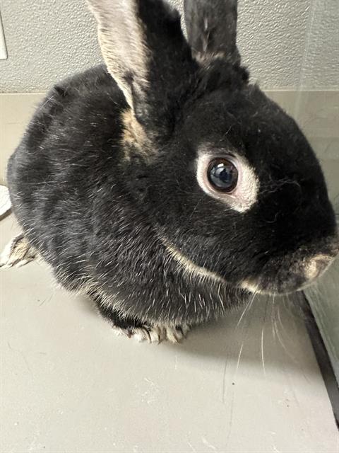 Black rabbit with a white ring around its eye, perched on a gray metal surface indoors.