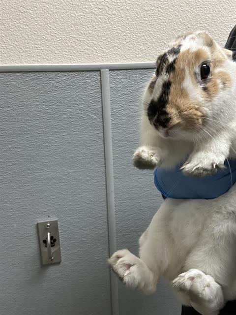 Guinea pig with tan, black, and white fur being lifted up by a gloved hand indoors, near a wall outlet in a clinic-like room.