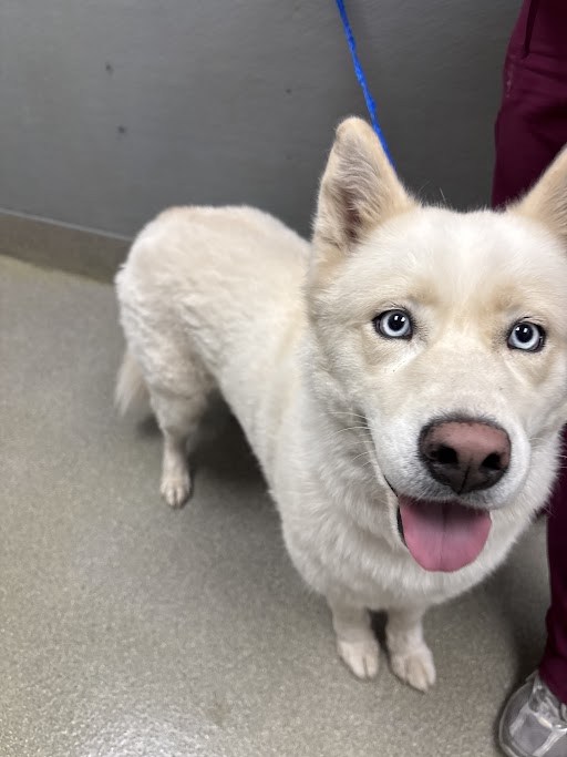 Cream-colored husky-like dog with blue eyes on a blue leash, panting happily indoors.