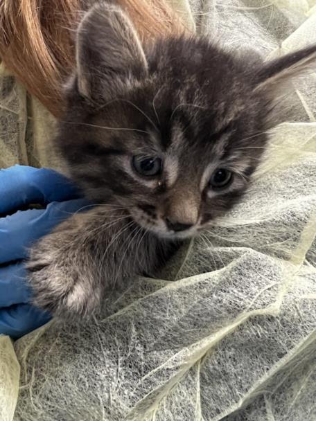 Tiny gray tabby kitten with blue eyes held by a gloved hand over a disposable medical gown.