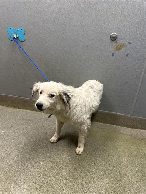 White dog on a blue leash attached to a wall mount indoors, standing on a beige floor.