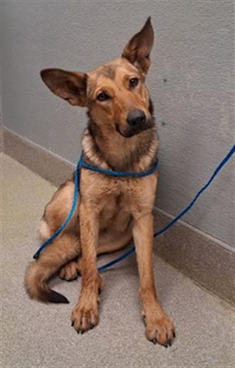 Tan and brown mixed-breed dog sitting on a gray tiled floor against a pale gray wall, with a blue leash draped around its neck.