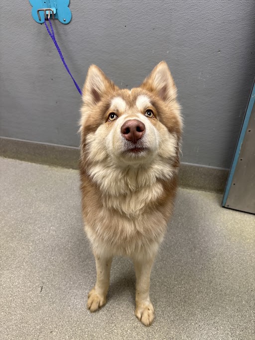 Dog with a reddish-brown fur coat stands indoors on a leash, looking up at the camera.
