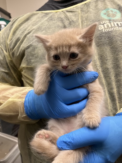 Blue-gloved hands cradle a tiny light-orange kitten in a protective gown at an animal shelter or clinic, ready for care.