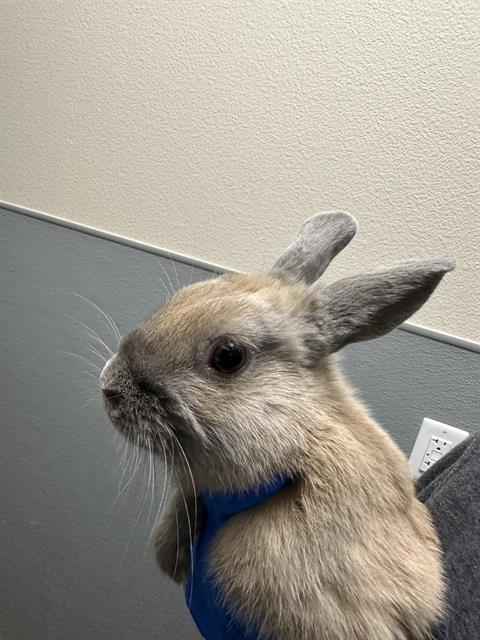 Close-up of a tan rabbit wearing a blue harness indoors, standing against a two-tone beige and gray wall.