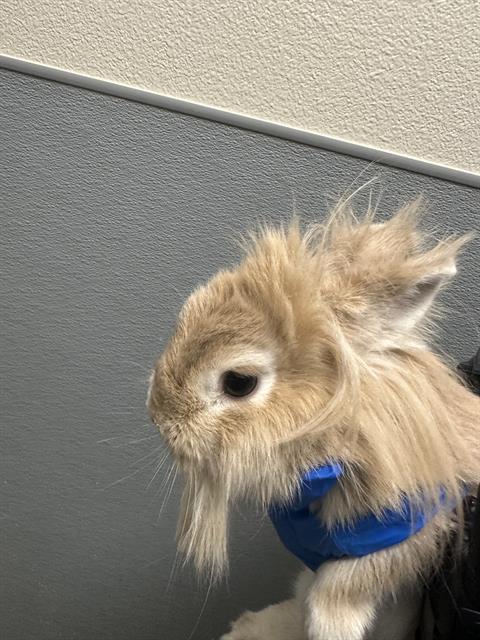 Fluffy light-brown rabbit with long fur and whiskers, wearing a blue harness, facing left indoors against a gray wall.