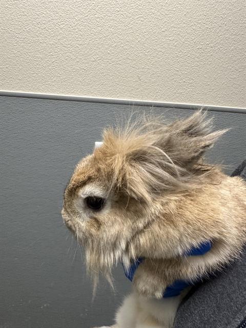 Fluffy rabbit with long fur and a blue harness sitting against a gray and beige wall, looking to the left.