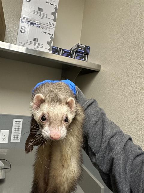 Ferret being held by a gloved hand in a room with shelves and boxes above him.