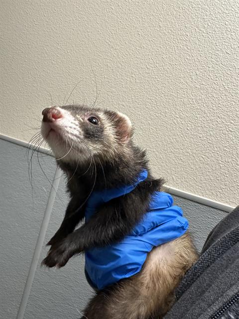 Ferret wearing a blue jacket being held up indoors against a textured beige wall.