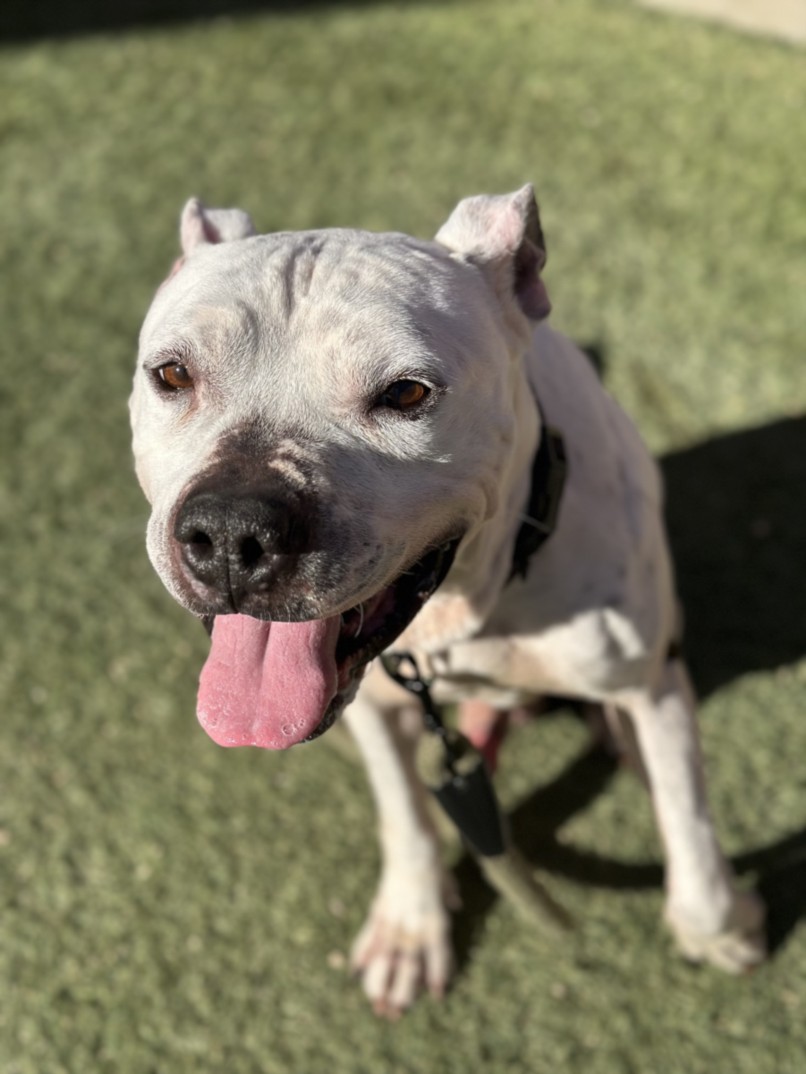 White dog with pink tongue hanging out, sitting on grass and facing the camera on a sunny day, wearing a collar.