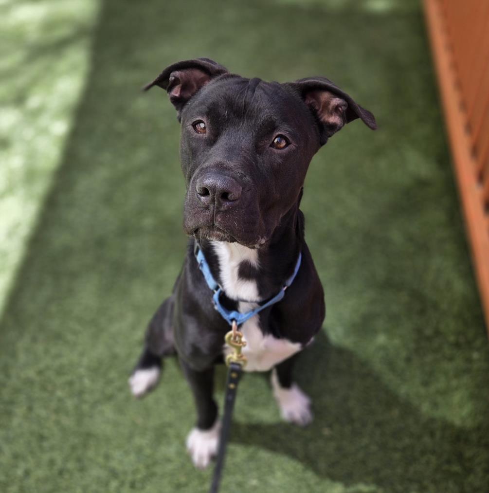 Black dog with a white chest sitting on green artificial turf, wearing a blue collar and leash, looking at the camera.