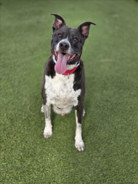 Happy black-and-white dog with a red collar standing on green grass, tongue hanging out.