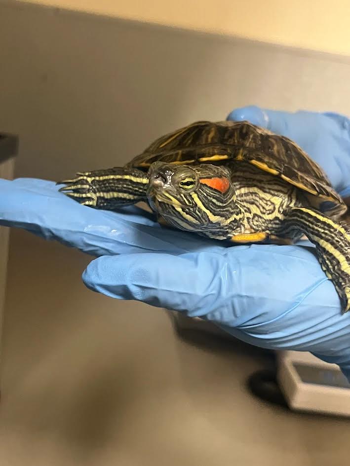 Red-eared slider turtle being held by a gloved hand for examination in a clinical setting.
