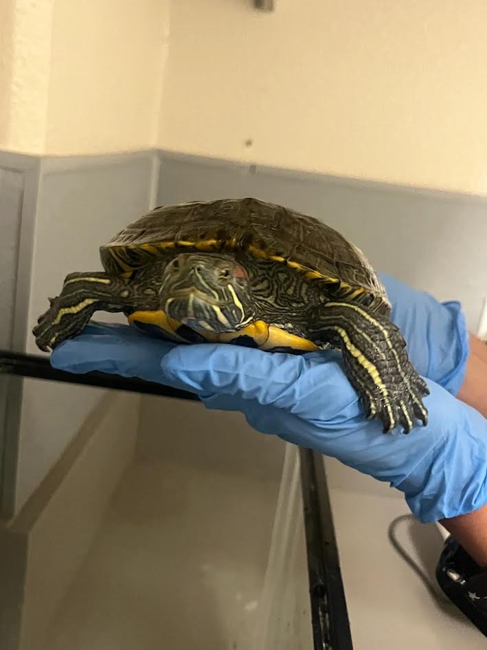 Small turtle with a yellow-striped shell resting on a blue glove held by a person in a clinical setting