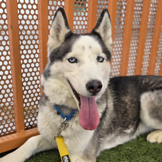 Husky with blue collar and yellow leash lying on green turf, tongue hanging out, in front of an orange lattice fence.