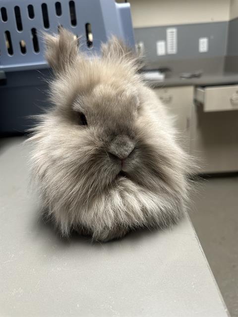 Fluffy gray rabbit sitting on a lab bench with a blue crate in the background, looking at the camera.