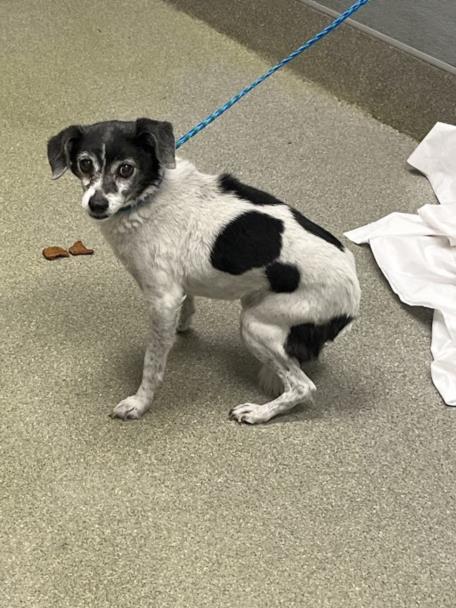 Small black-and-white dog on a blue leash sits on a beige floor, looking at the camera, with a few treats nearby to the left.