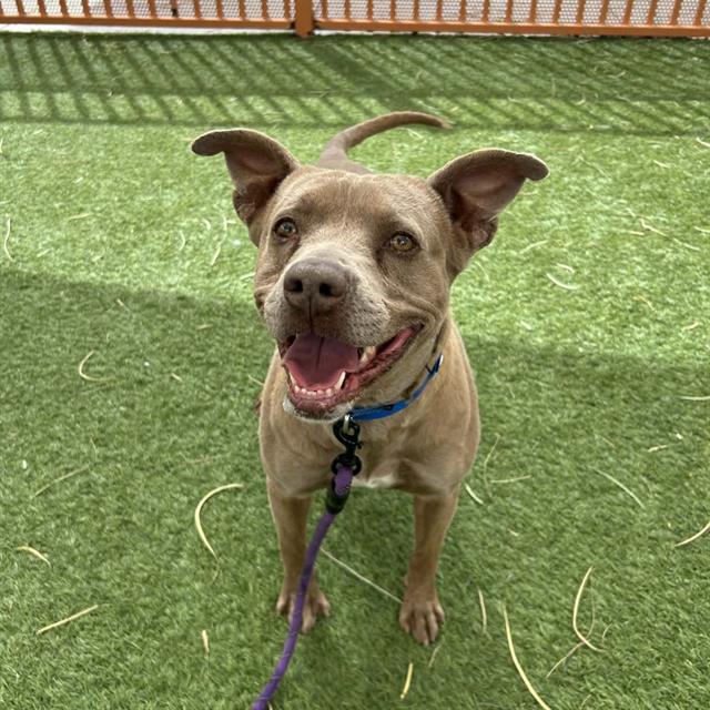Smiling brown pit bull mix wearing a blue collar on green artificial grass, attached to a purple leash.