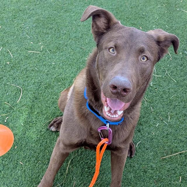 Brown dog with a blue collar and orange leash sits on green grass, looking up and smiling at the camera.