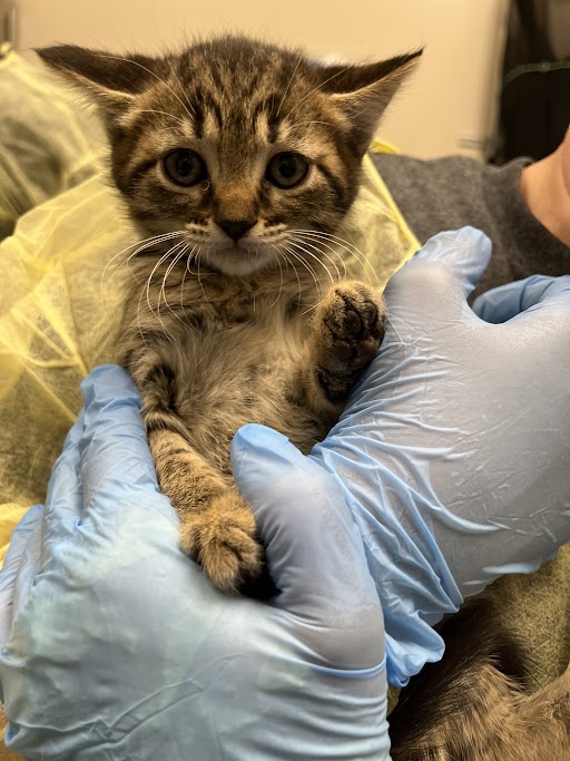 Young tabby kitten being gently held in blue-gloved hands, likely at a vet visit or checkup.