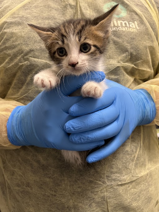 Tiny kitten being gently held by person in blue gloves, wearing a protective apron labeled Animal Foundation; hopeful eyes looking at camera, paws resting on glove.