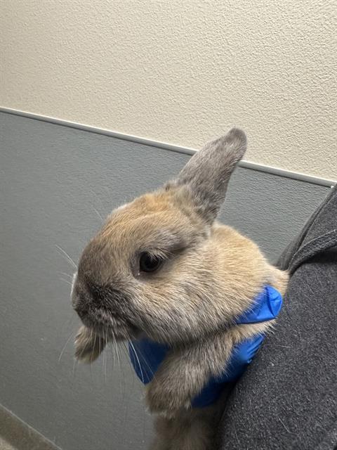 Close-up of a light brown rabbit wearing a bright blue bandana resting on a gray surface in a hallway.