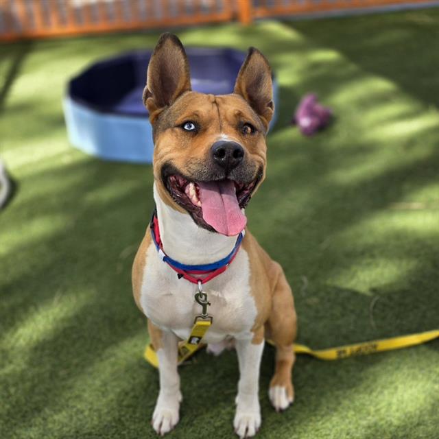 Happy brown-and-white dog with a blue left eye sits on green grass, tongue out, wearing a red and blue collar. (Informative and concise.)
